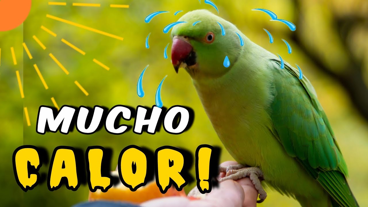 GOLPE DE CALOR EN LOROS!! 🔥🦜 MANTEN A SALVO A TU AVE ⚠️
