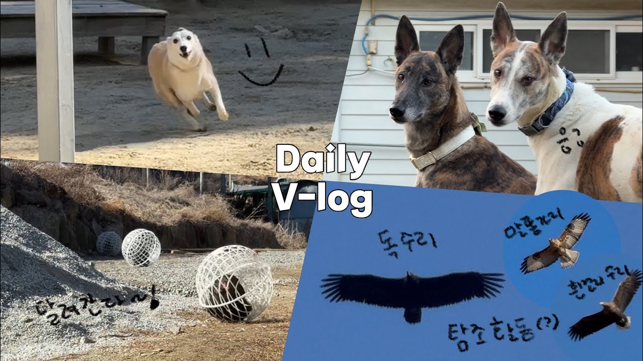 #170 ) vlog | 우리 동네에서 탐조 활동을해요! 검독수리, 흰꼬리수리, 말똥가리 | 산책 나가고 싶은 개어린이들 | 일기장 같은 브이로그 | 시골 강아지들의 일상