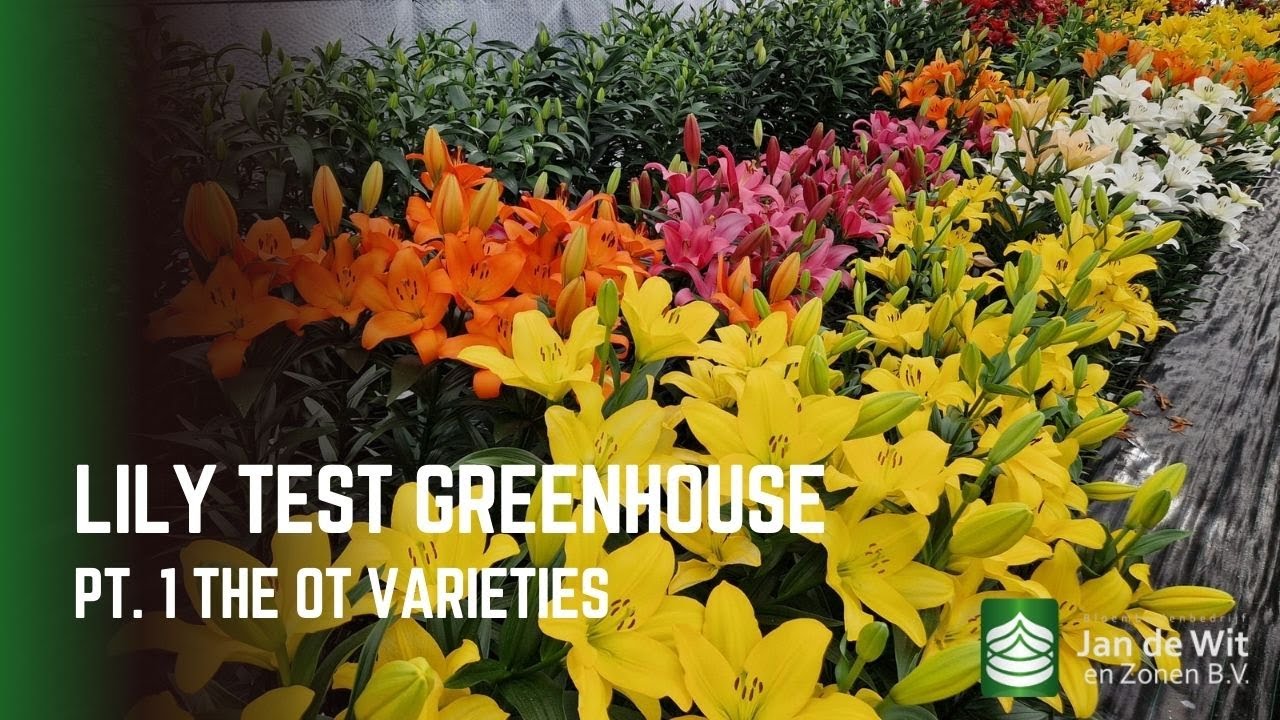 Lily Testing Greenhouse: Part 1 - OT Varieties