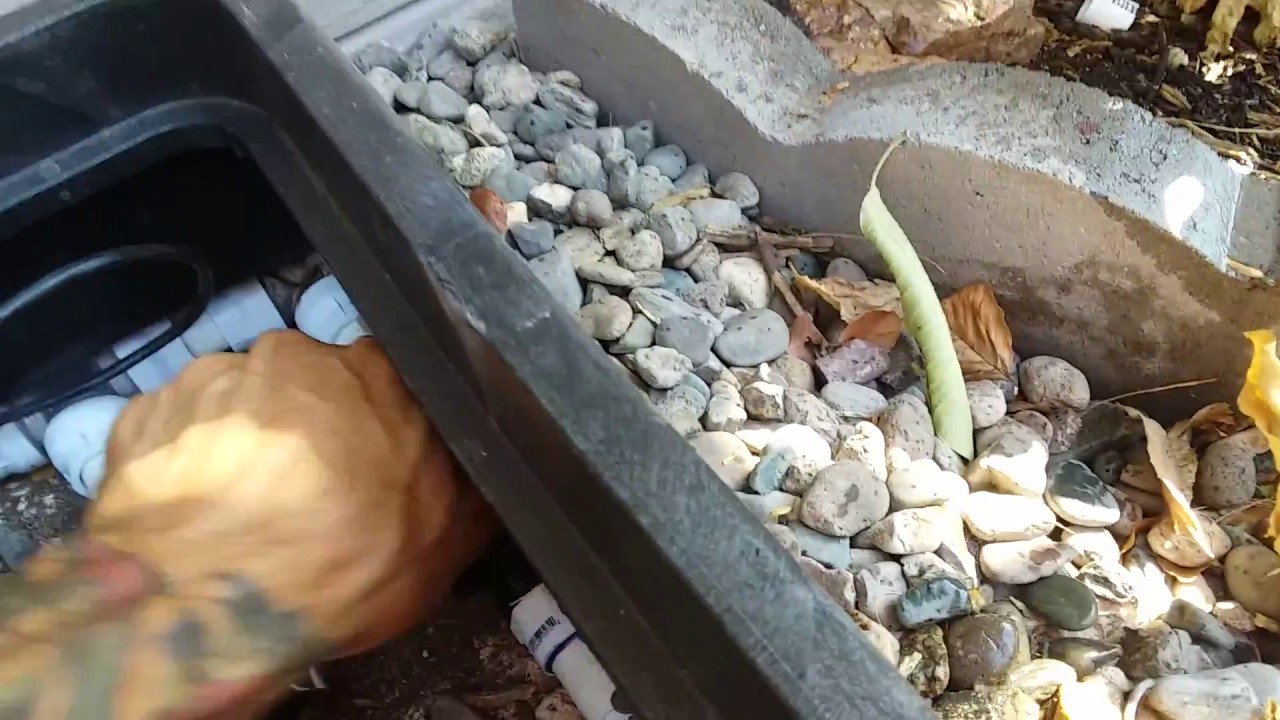 Irrigation for Fruit Trees in Phoenix Part 1