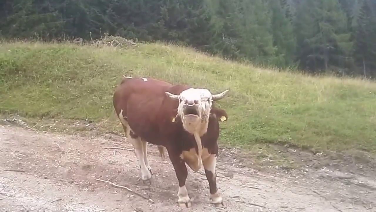 farm bull