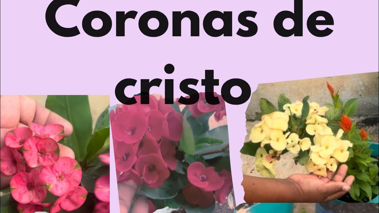 siempre florecidas #plantas #flores #flower #jardin #plants #garden  #coronasdecristo #plantlover  