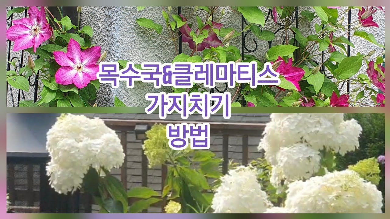 가지치기이렇게하면꽃폭발합니다#세컨하우스정원#목수국가지치기#봄맞이#클레마티스가지치기#황금조팝가지치기