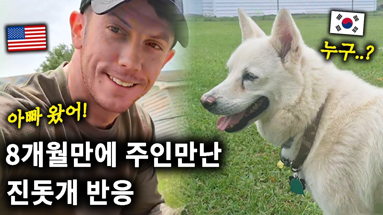 미국에서 8개월 만에 만난 진돗개 반응, 과연 주인을 알아볼까? (+조쉬 동생 갈렙의 결혼식까지)