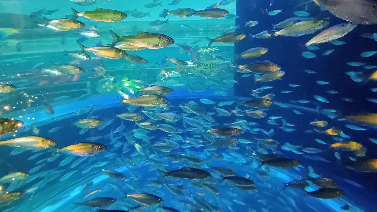 Ripley's Aquarium: #Shark #ripleysaquarium