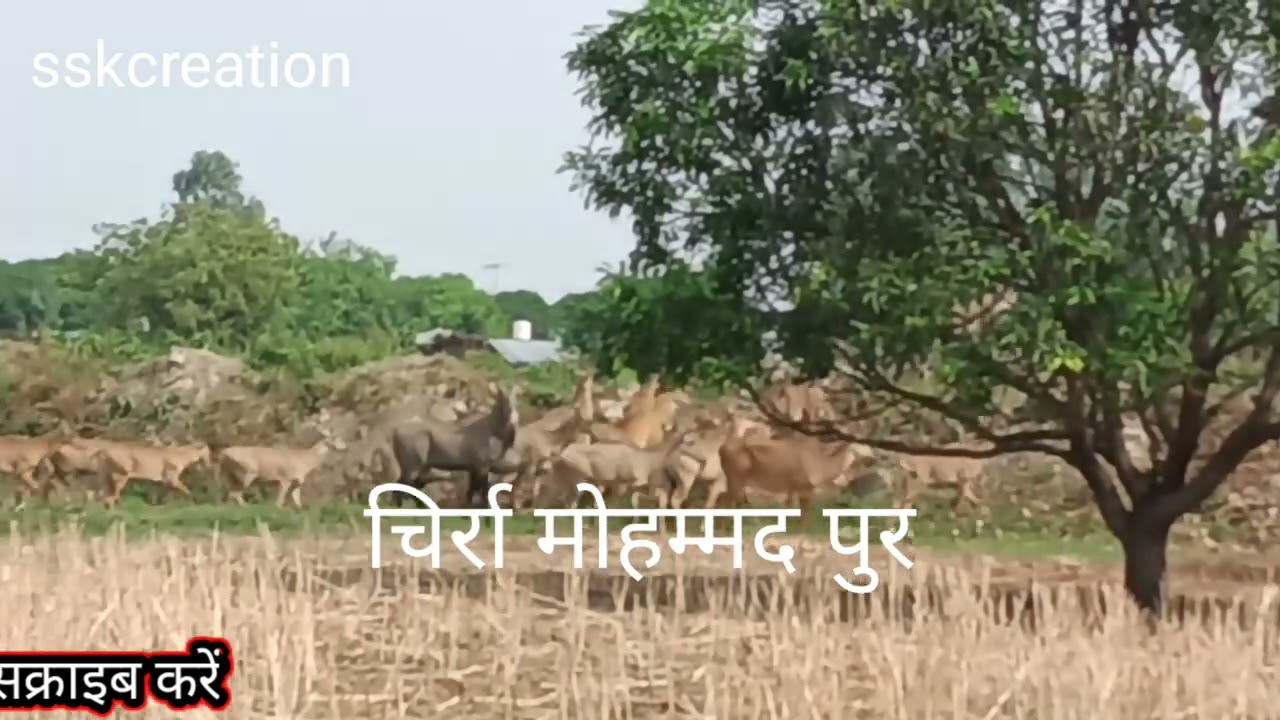 Nilgai ka aatank is tarah se vlog