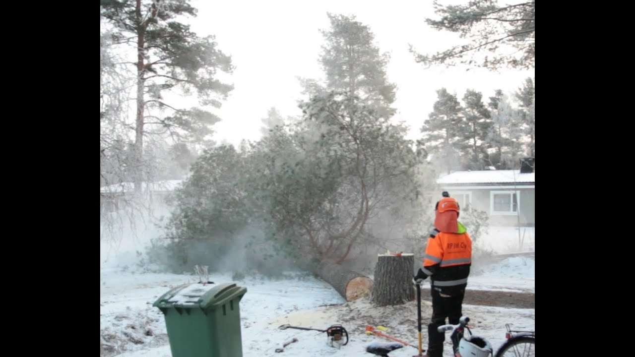 Rinnanympärys 1.7m mänty pihalta nurin, sahana Stihl MS 241