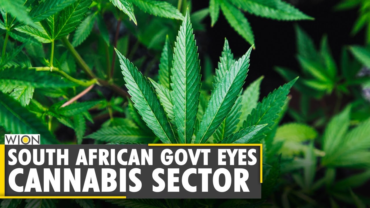 Exclusive: South African government plans to formalize Cannabis market | WION Ground Report | World