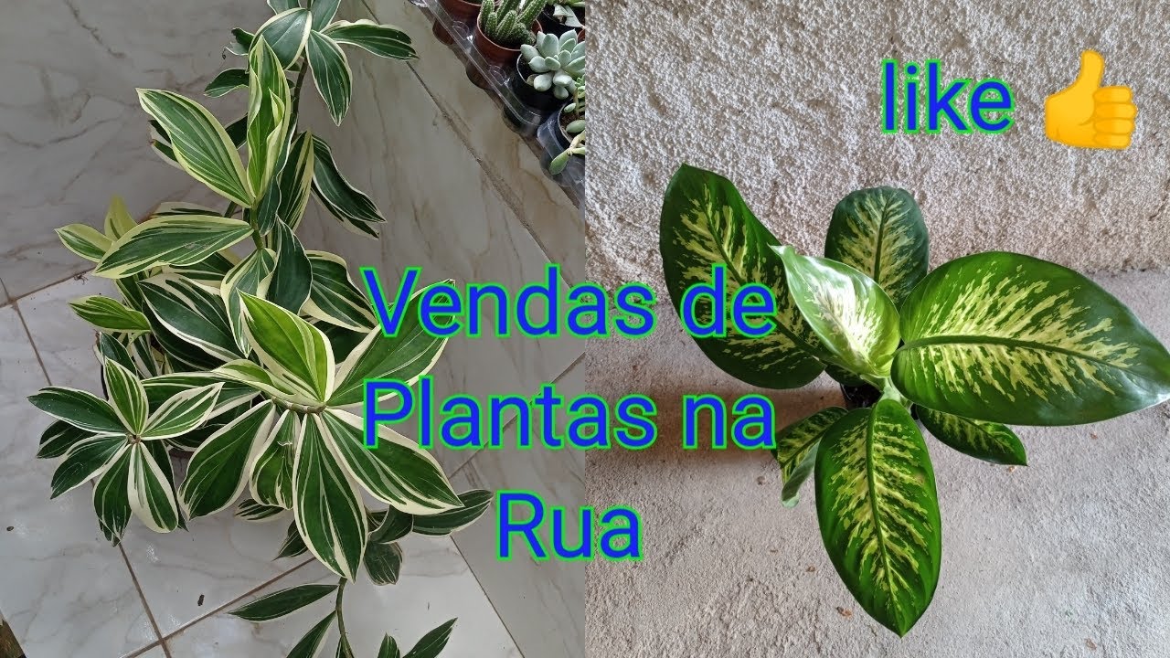 Vendas de Plantas na rua 💚 pequeno negócio 🤝 floricultura no quintal de casa 🏠