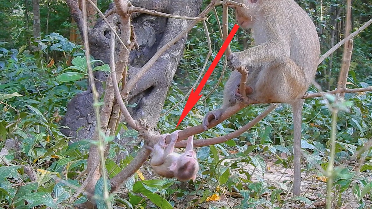 Rainbow teaches adorable lazy kid Levy how to climb a tree for the first time