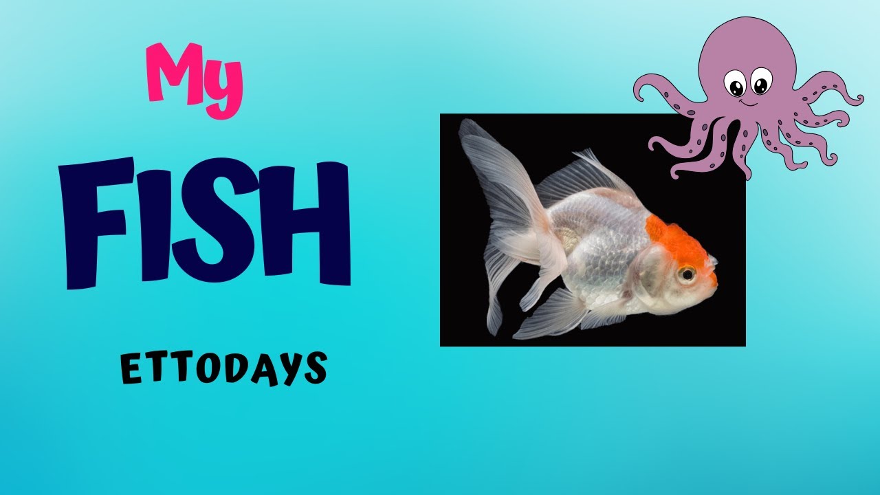 Vi presento i miei oranda!#fish#animals#funny#kids#goldfish#pescirossi
