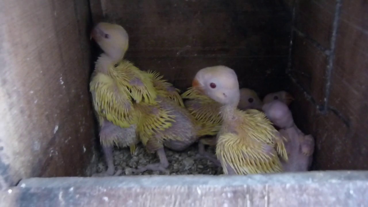 6 Yellow Ringneck Chicks | Good Result My Yellow Ringneck Breeder Pair