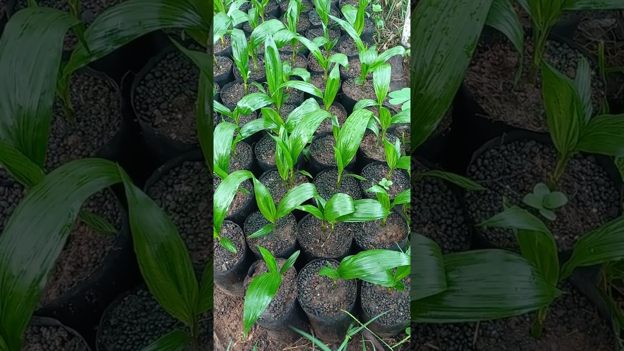 Bibit Unggul Costarica Spring #bibitunggul #sawit #petanimuda 
