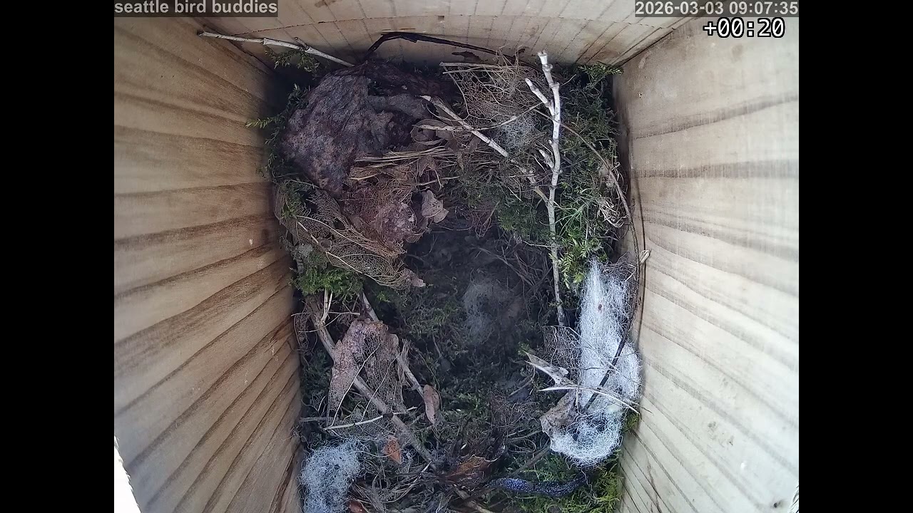 The nesting is underway! March 3rd, 2026