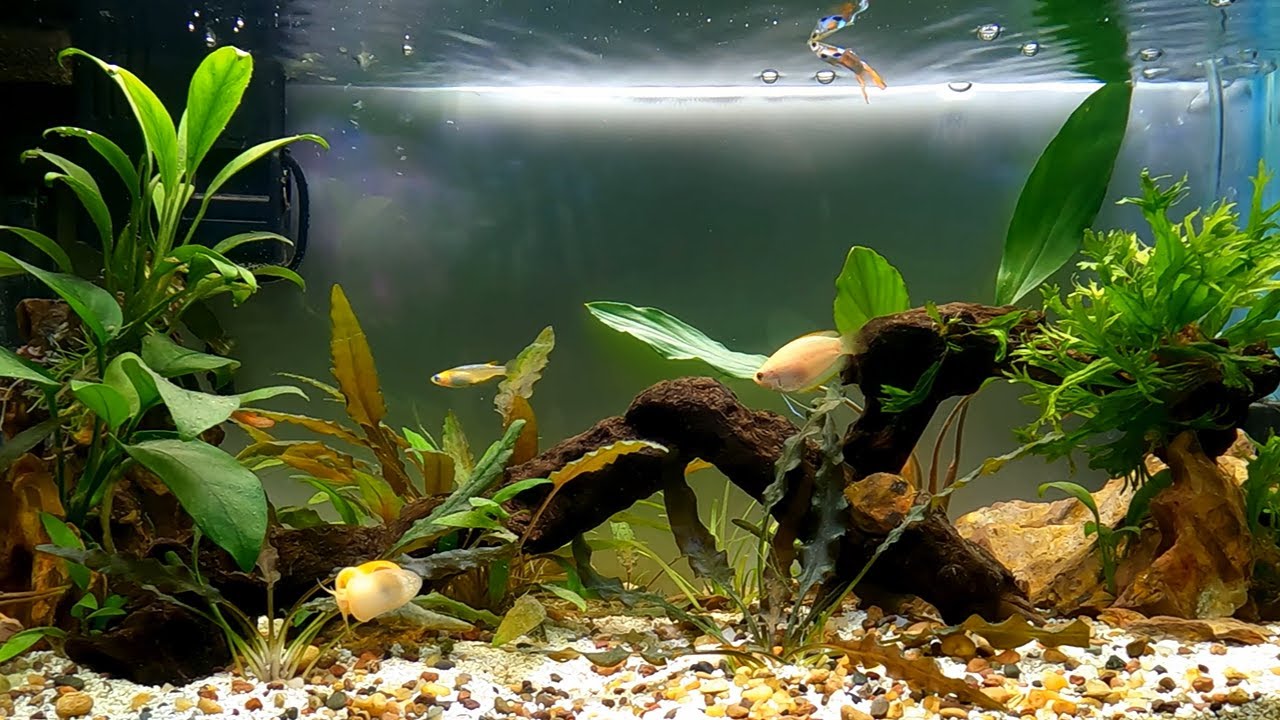 Community Aquarium Adventure (ULTIMATE STRESS RELIEF!!!!)