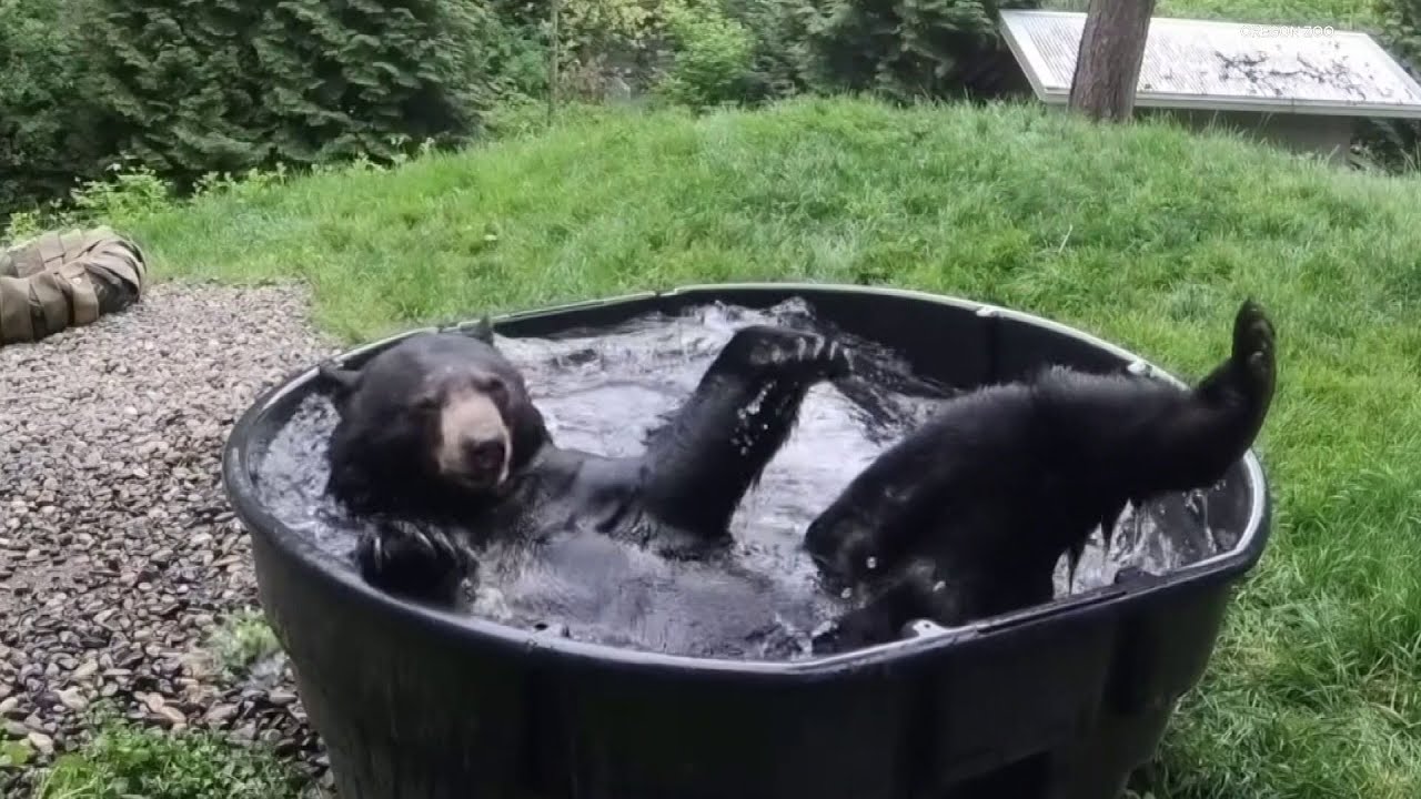 Out & About: Meet the black bears at the Oregon Zoo