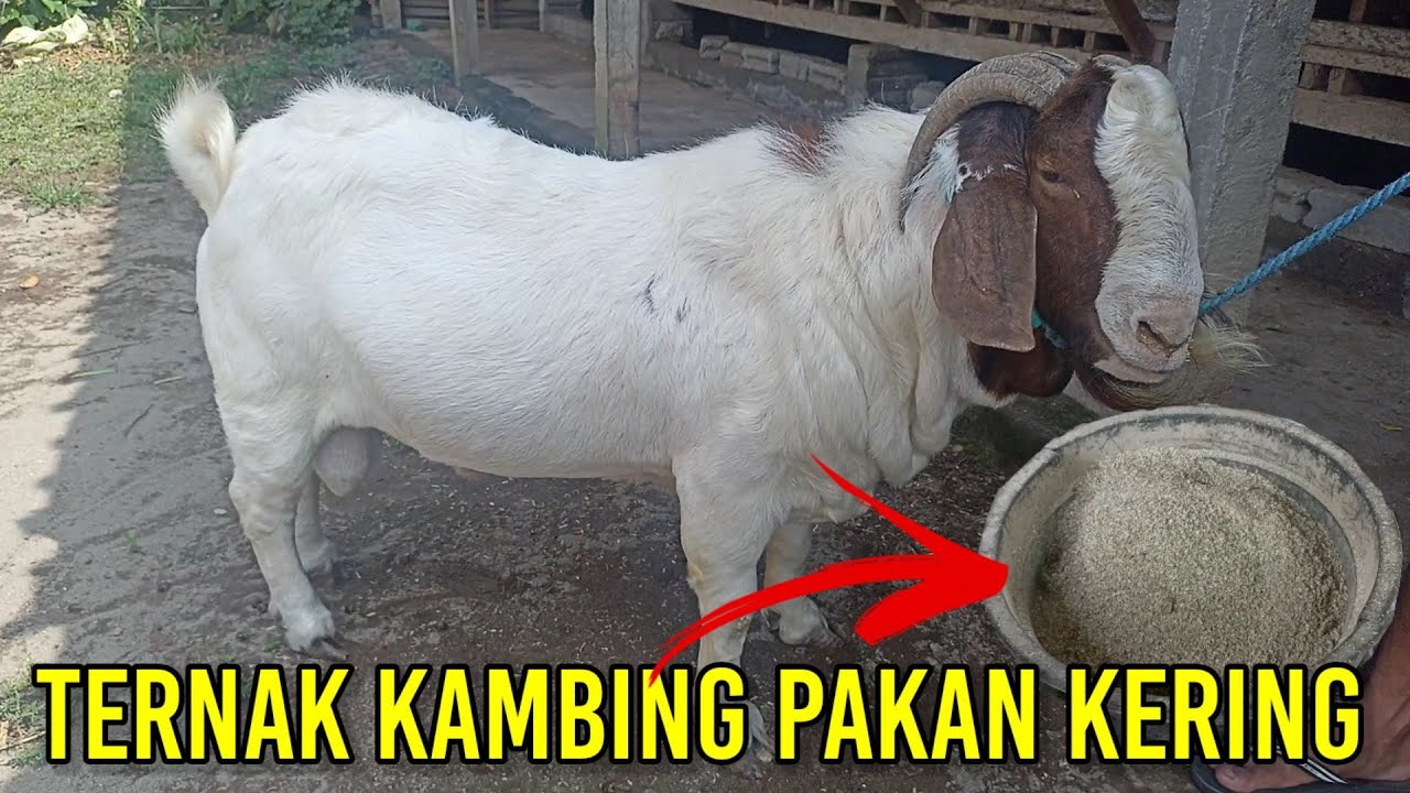 Ternak Kambing Pakan Kering |  Bisa Ternak Kambing Sambil Kerja