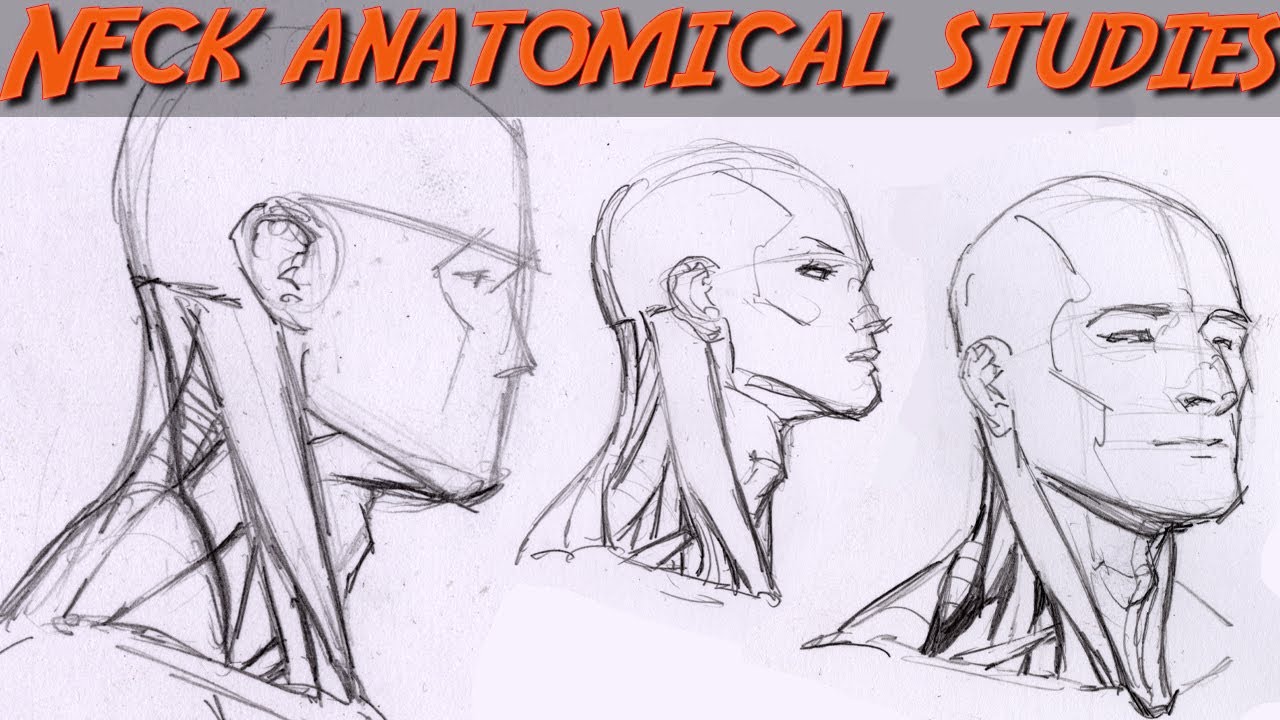 Anatomy Study:  The NECK Part 1