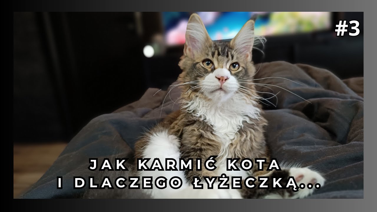 Czym karmić kota, dlaczego łyżeczką i jak ogarnąć kuwetę.