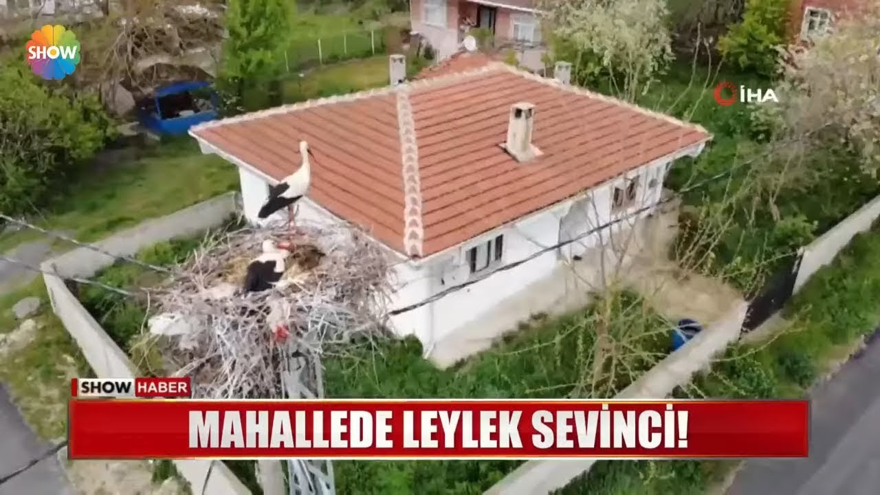 Mahallede leylek sevinci!