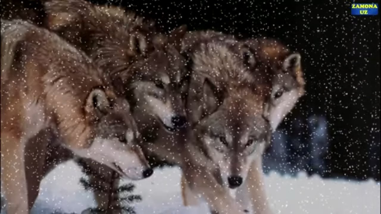 Кечаси Хомиладор аёл буриларга дуч келди хикоя