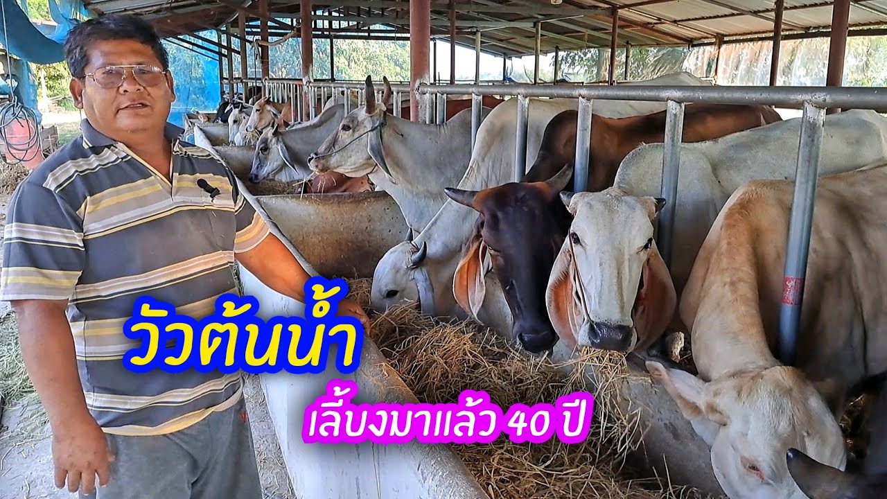 วัวต้นน้ำ เลี้ยงมาตั้งแต่อายุ 14  สร้างรายได้มาตลอด