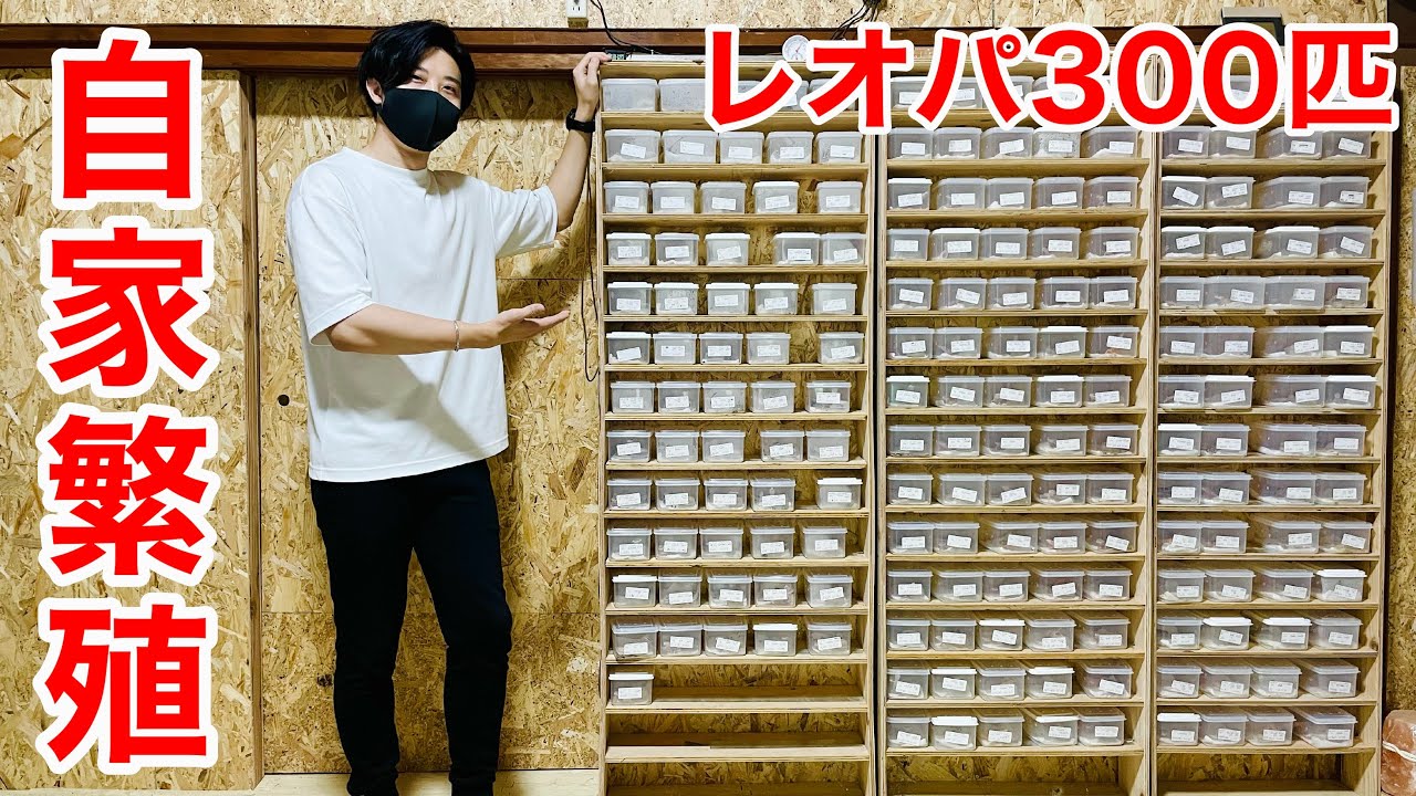 自家繁殖300匹から厳選レオパを紹介！！【レオパの尋屋】