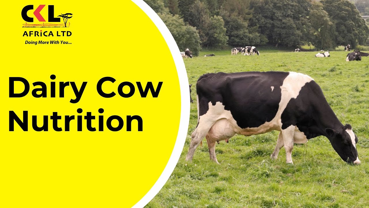 Dairy Cow Nutrition