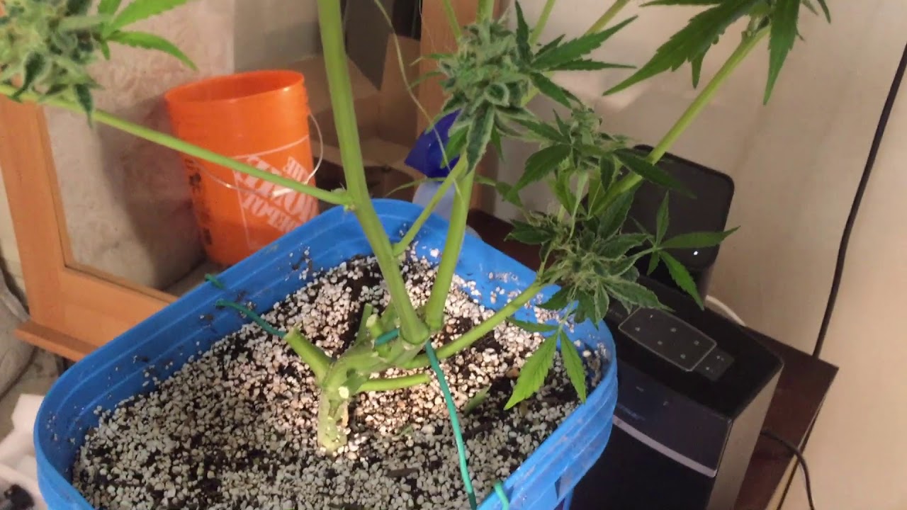 HARVEST DAY GLUEBERRY OG MOBY D XXL AUTO'S