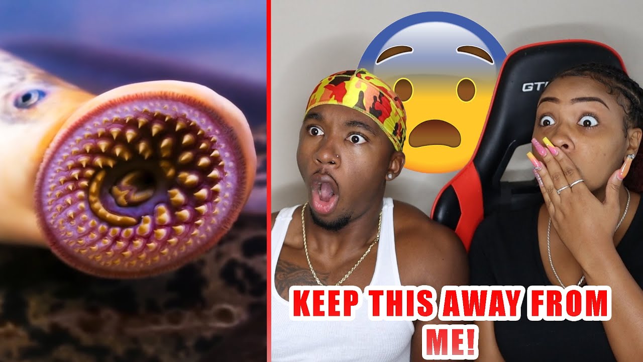 10 Strangest Creatures Recently Discovered *WILD*