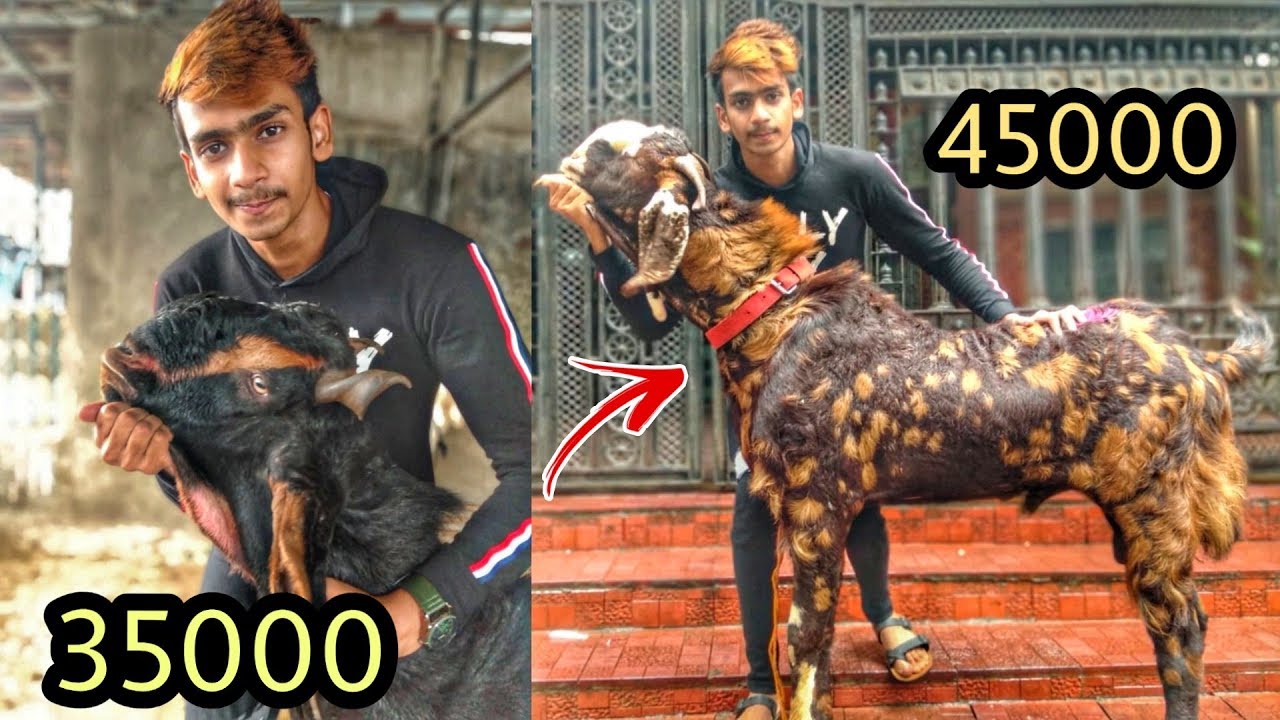 Buying Aggressive Andul Goat For Bakra Eid 2019 | Deonar Bakra Mandi Special Update Vlog |