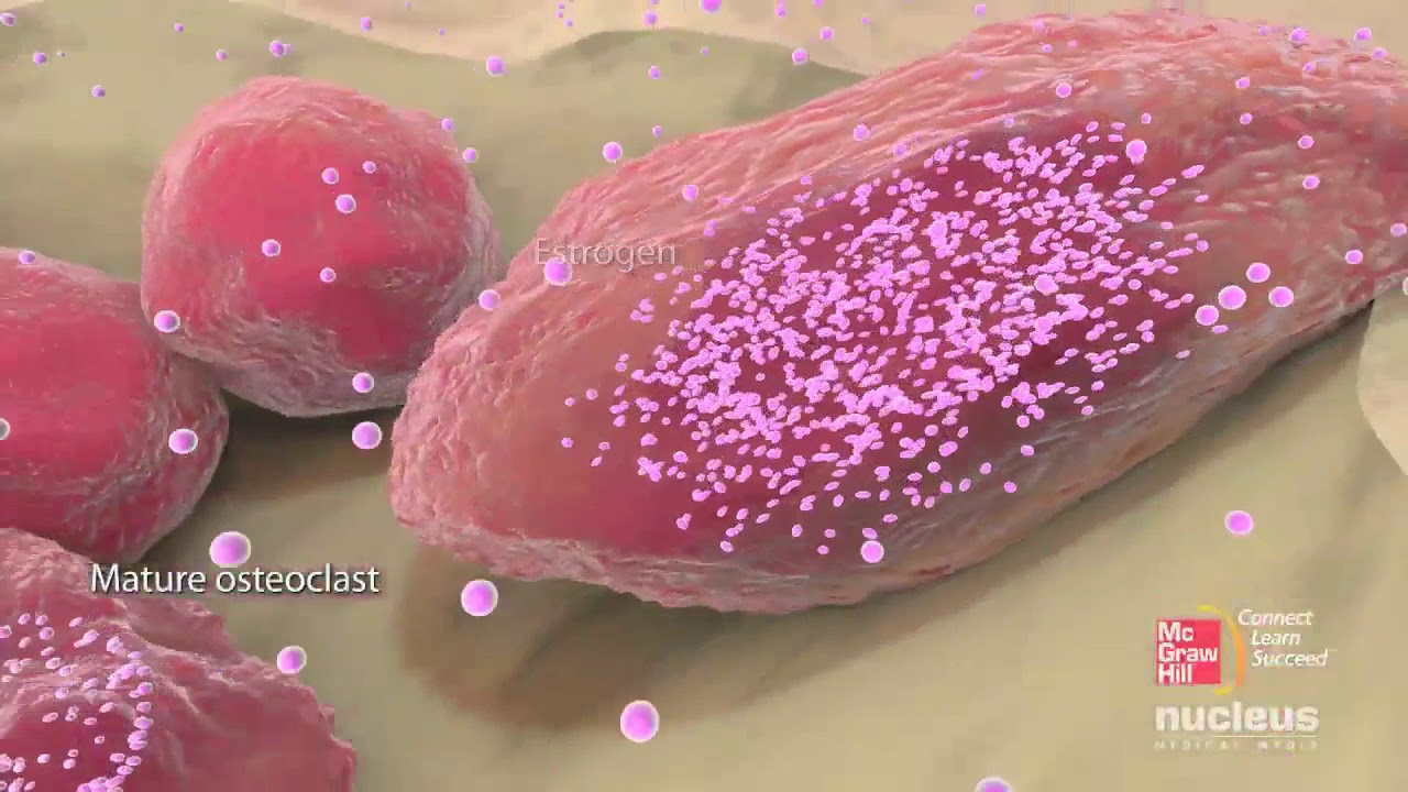 Bone cells and bone formation