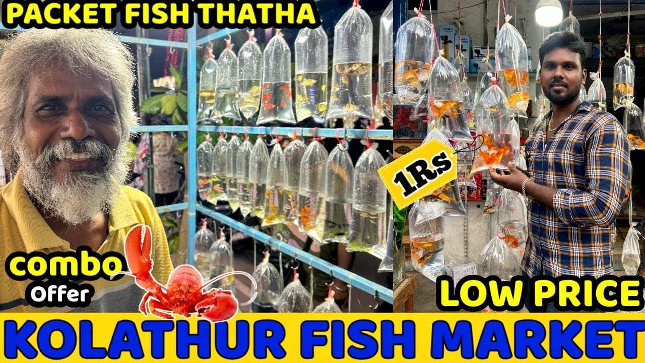 Kolathur Aquarium Fish Market 2025🔥🔥|| 🤠Packet Fish Thatha 🤠||  kolathur Pocket Fish ||🦞🐠🦞