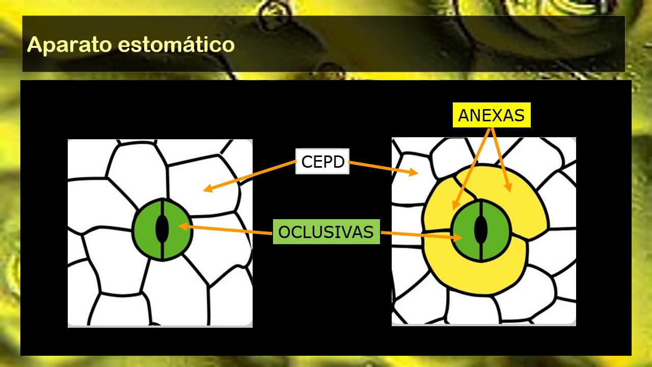 BOTÁNICA. Unidad 11. Clasificación de estomas (3° de 5 vídeos)