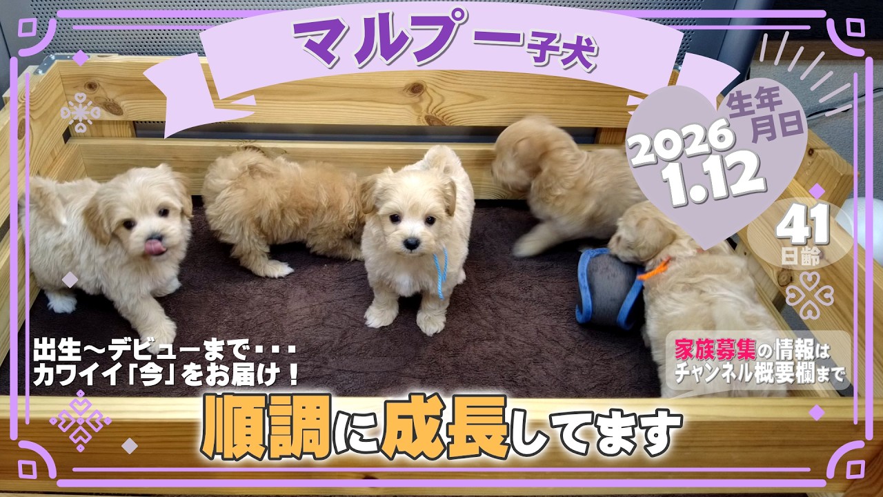マルプー子犬｜2026.1.12生（41日齢）｜クリーム｜女の子・男の子｜滋賀県｜フリー