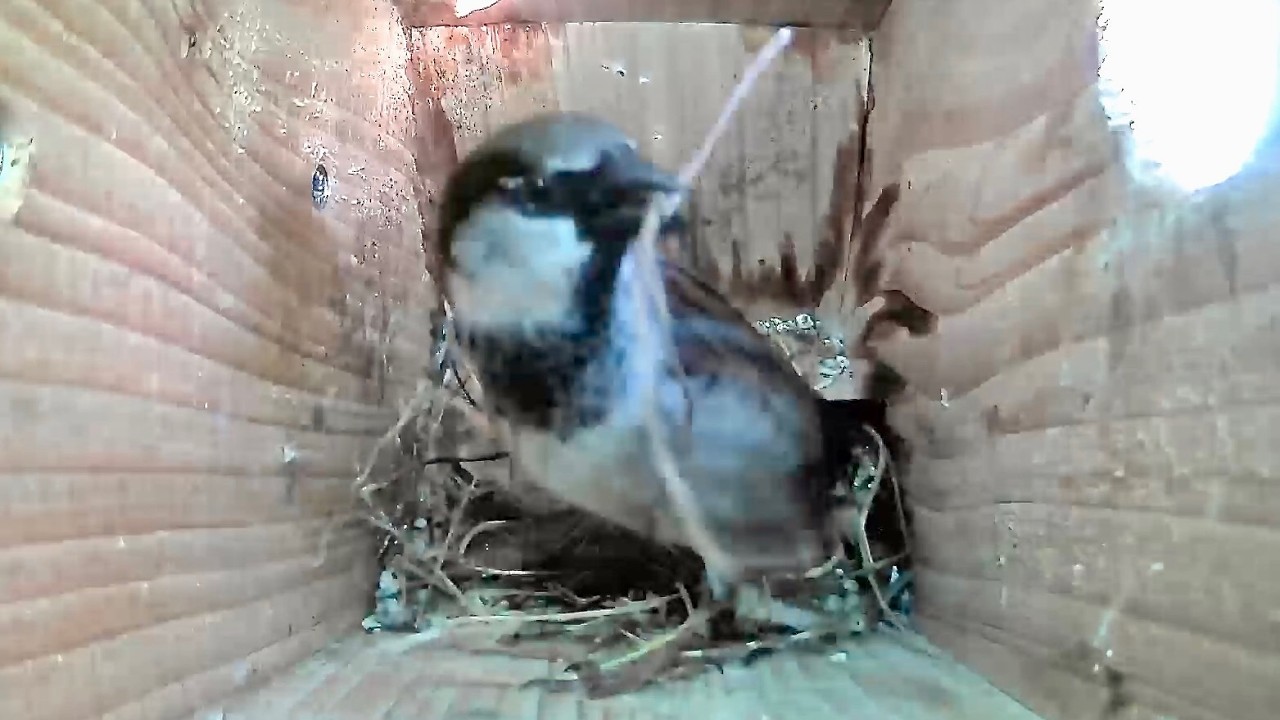 House Sparrow Nest Box activity March 3rd