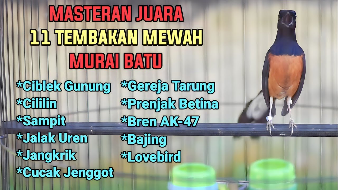 100% LANGSUNG EMOSI DENGAN SUARA MURAI BATU TEMBAKAN FULL ISIAN LOMBA,AMPUH BUAT MASTERAN