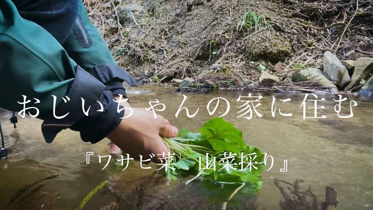 葉ワサビは好きですか？初めてのワサビ採り / Enjoy the Mountain BLOG