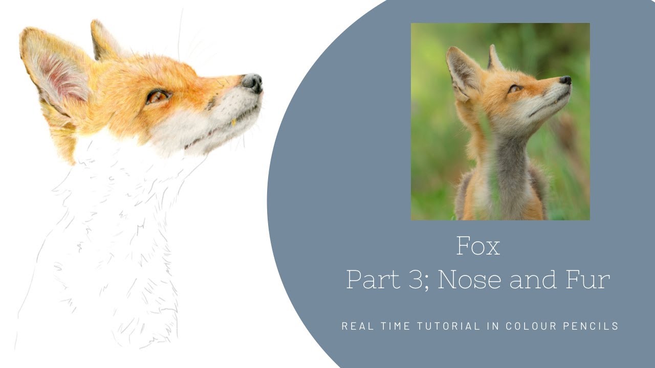 How to Draw a Realistic Fox in Colour Pencils | Real Time Tutorial | Part 3 Nose and Fur