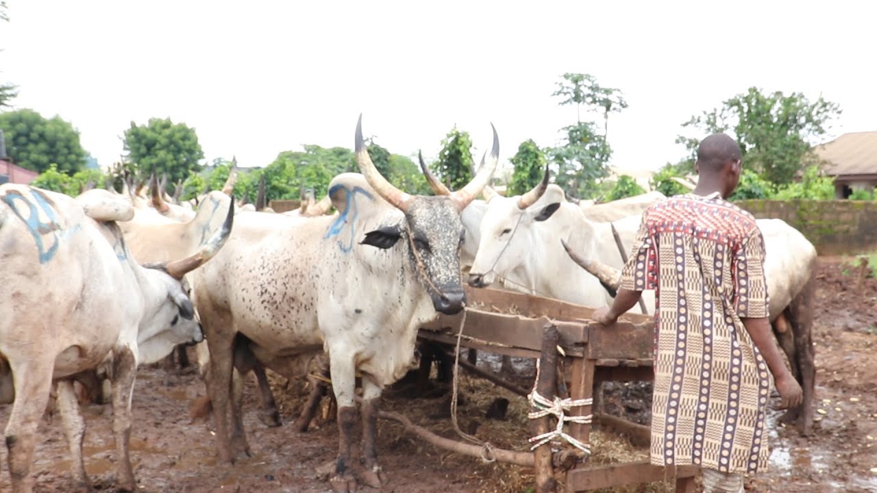 LATEST OF  VARIOUS LIVESTOCK AT ADUWAWA CATTLE MARKET COW RAM NATIVE GOAT AND PARTS OF COW IN BENIN
