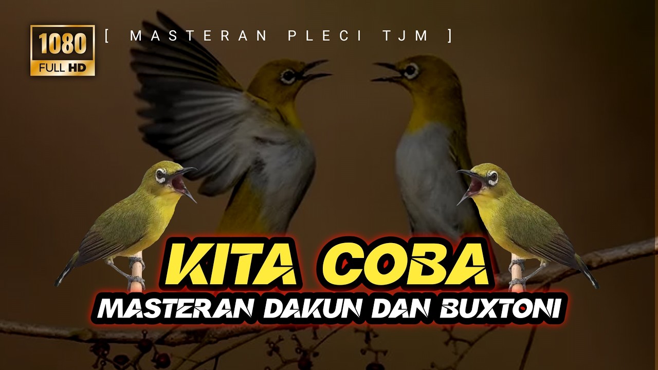 🔴 LIVE Masteran Pleci Dakun Dan Buxtoni Nembak Variasi  !!!