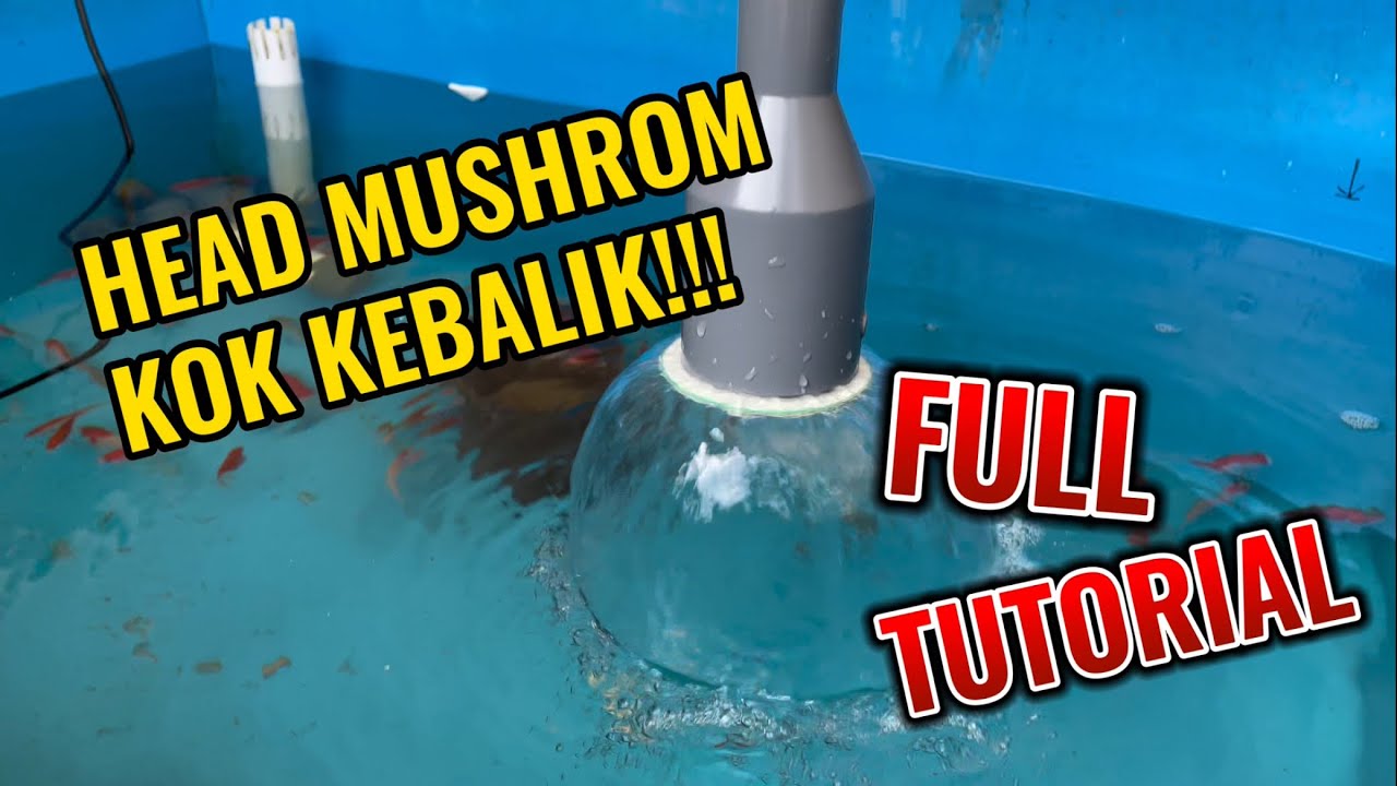 MEMBUAT MUSHROOM UNTUK IKAN KOKI, TAPI KOK BISA KEBALIK??