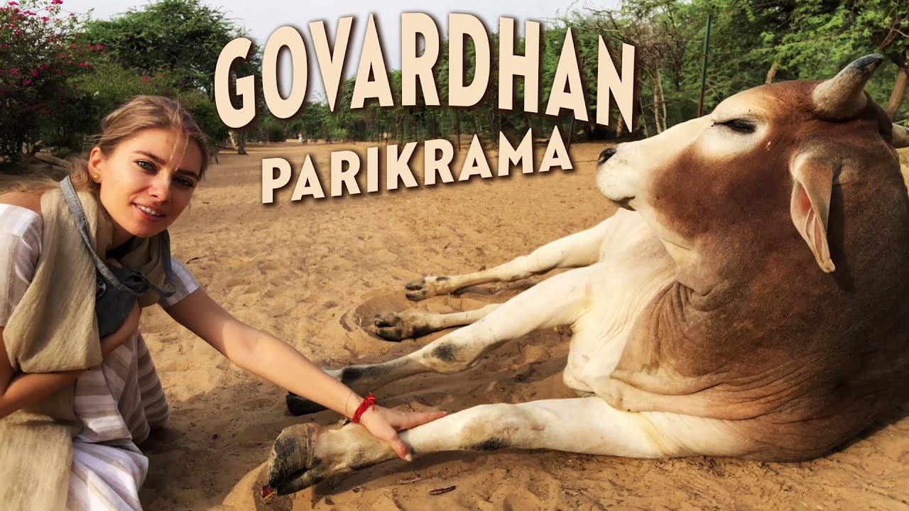 ( 23 km ) Walk Barefoot 🌿🐒🐐🦜🦚🐮🐾🐑 Govardhan Parikrama