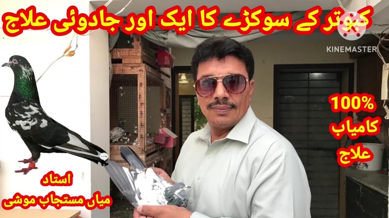 Shandar Tedy kabotaro ka Shoq or Jado wala ilaaj. Ustad Mian Mustajab Moshi