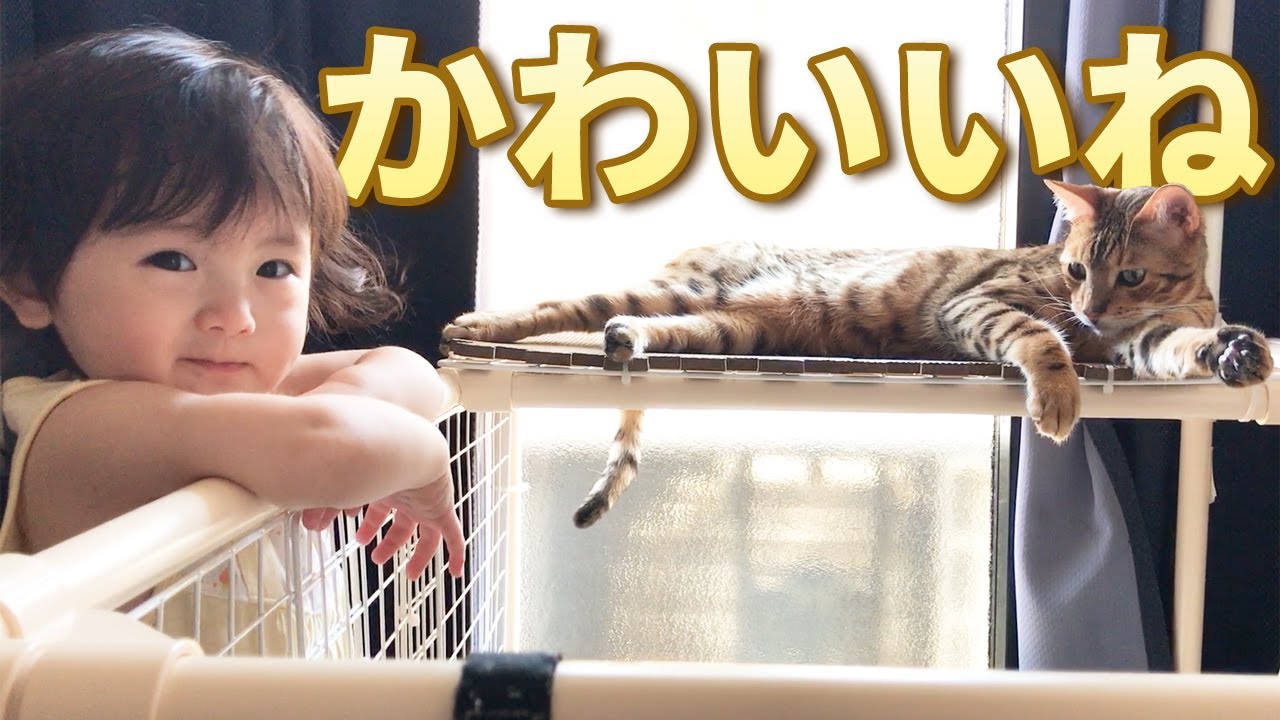 くつろぐ猫に「かわいいね～」と言って触りたい赤ちゃん娘