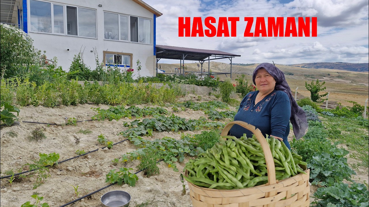 BAH&Ccedil;EMİZDE HASAT G&Uuml;N&Uuml;M&Uuml;Z TAZE FASULYE BOL HATİCE HANIMLA BERABER SOHBET EDEREK