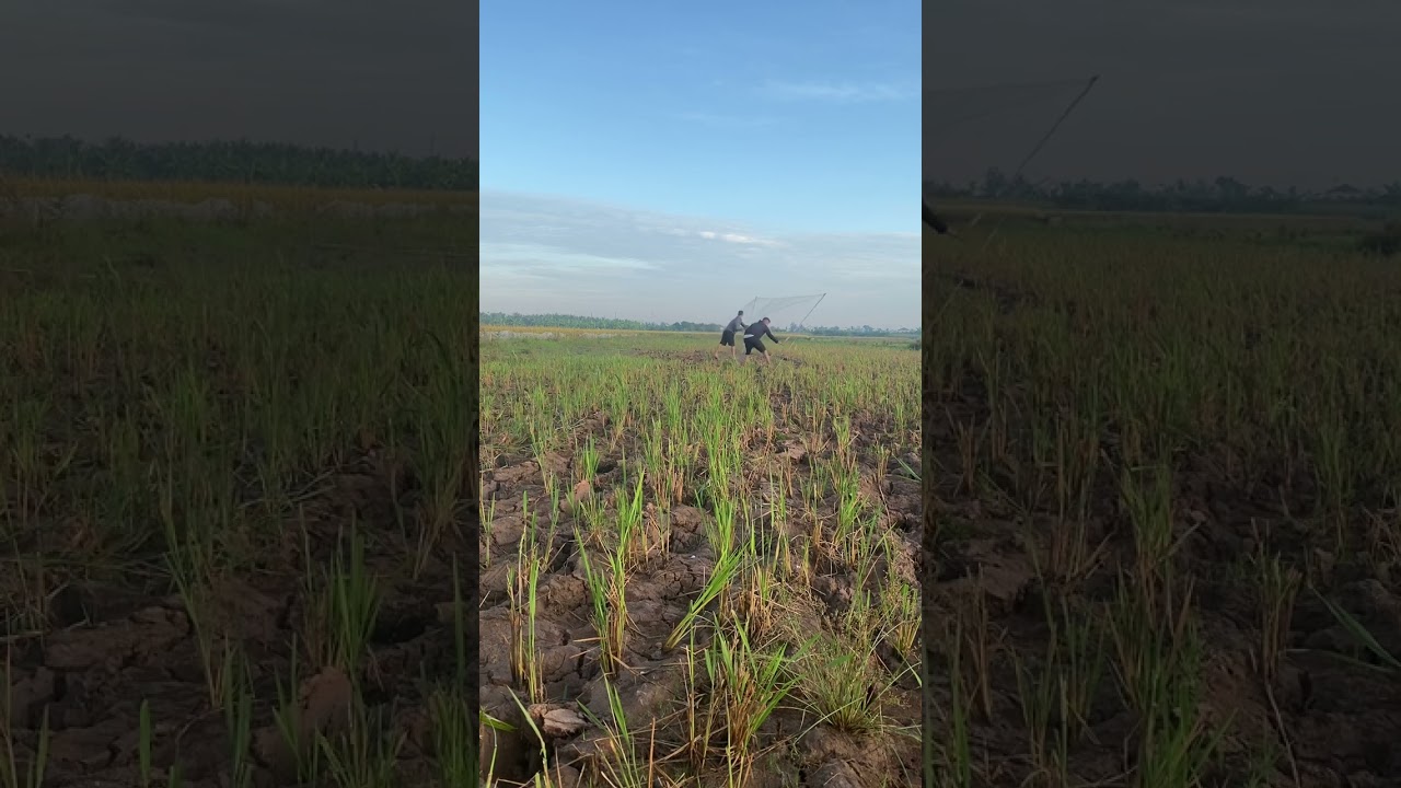 Pha úp ngọn đàn gói