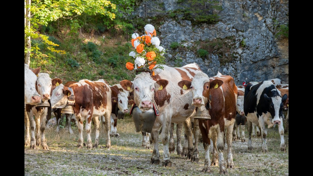 Désalpe dans le Jura vaudois