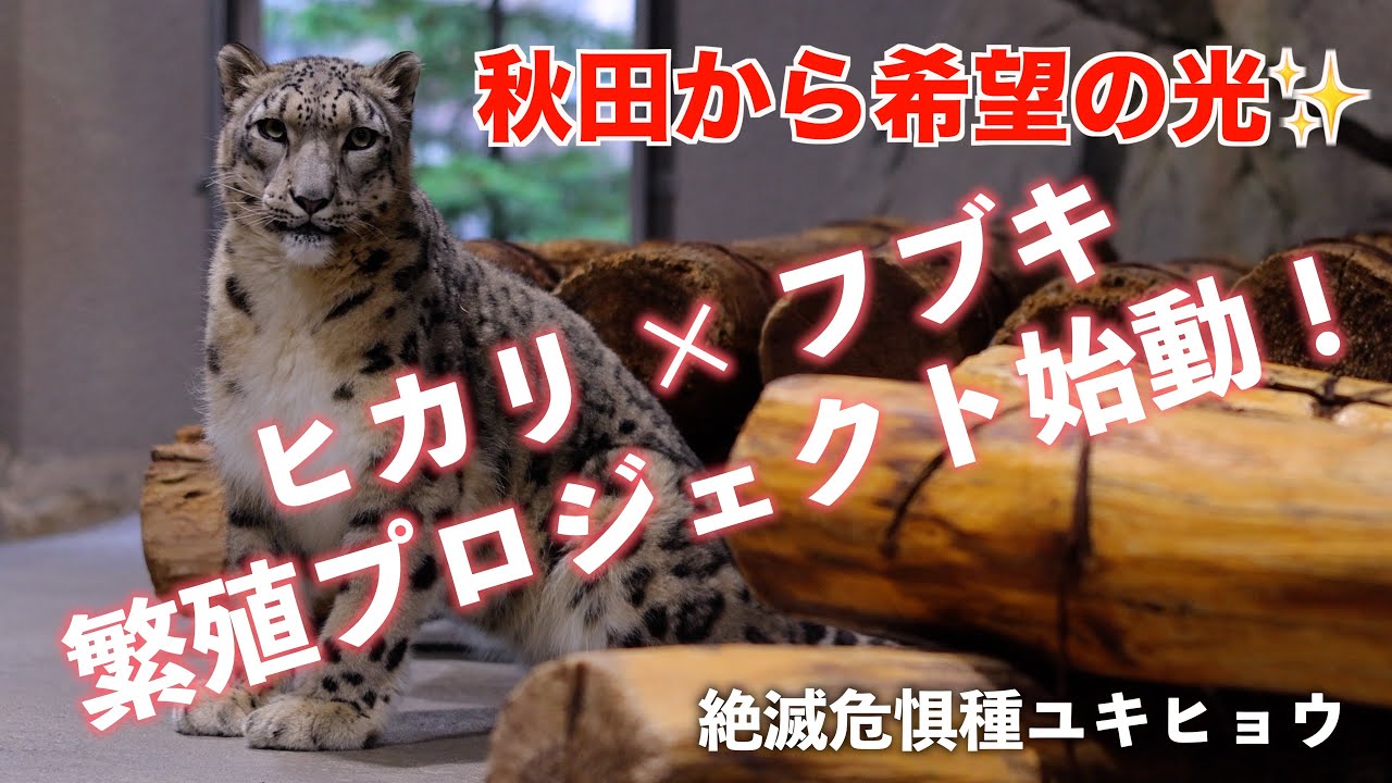 秋田から希望の光🌟ユキヒョウ『ヒカリ』が円山動物園にやってきた！ snow leopard “Hikari” came to Maruyama Zoo from Akita, Japan!