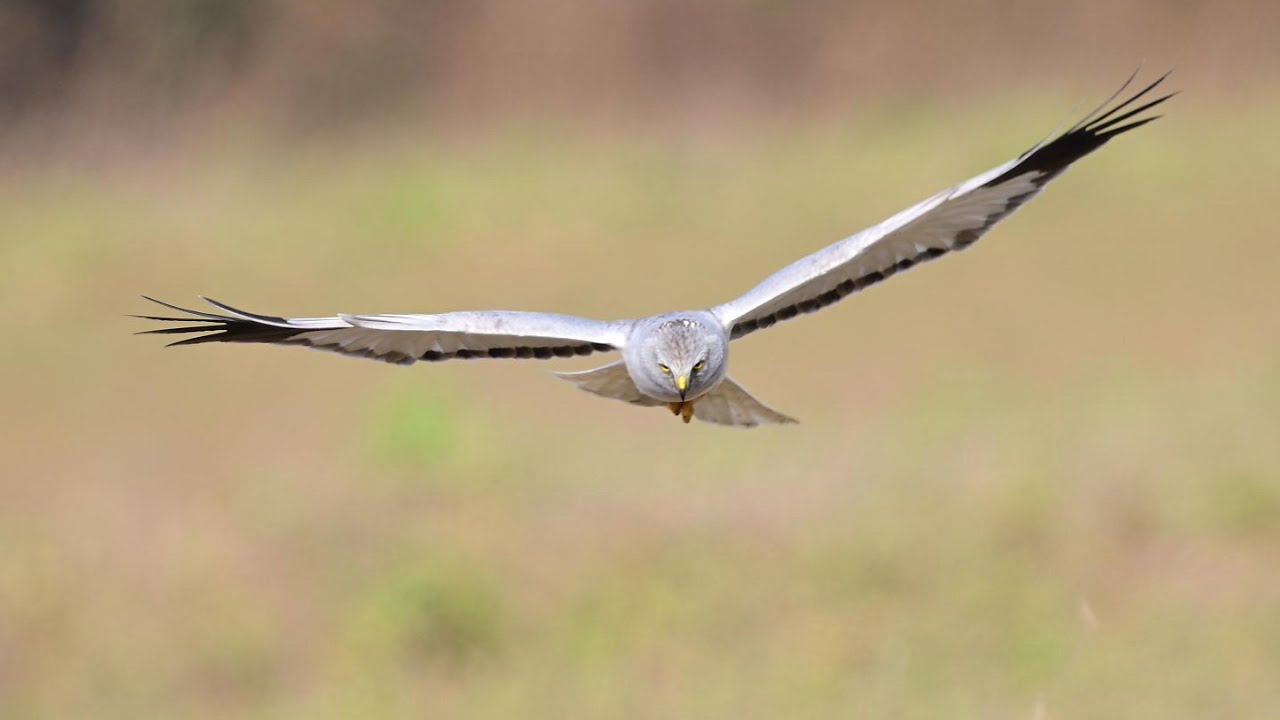 Male hen harriers hunting in The Netherlands